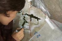 Val Camonica, tracing on plastic